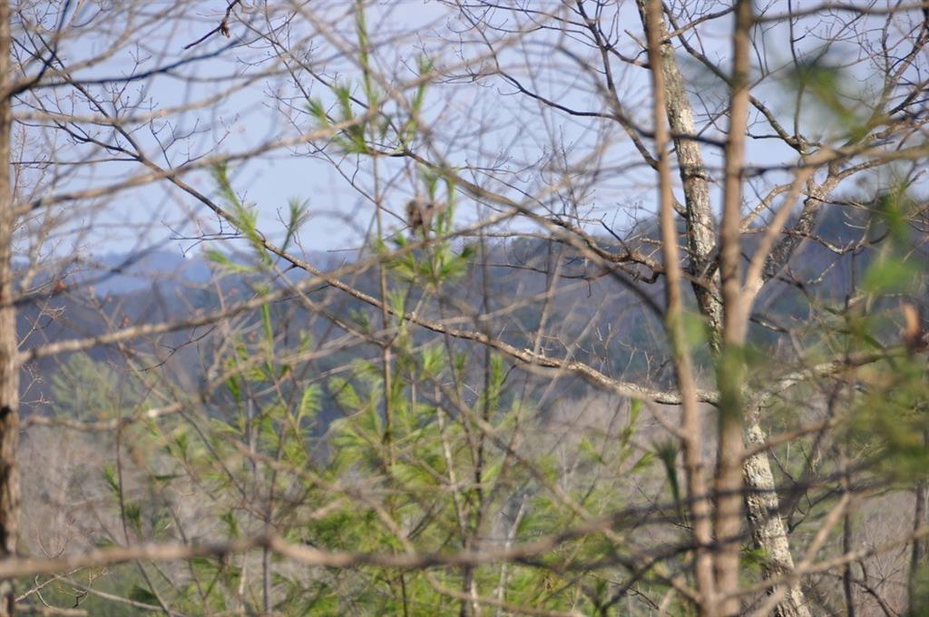 663 Black Bear Trail
