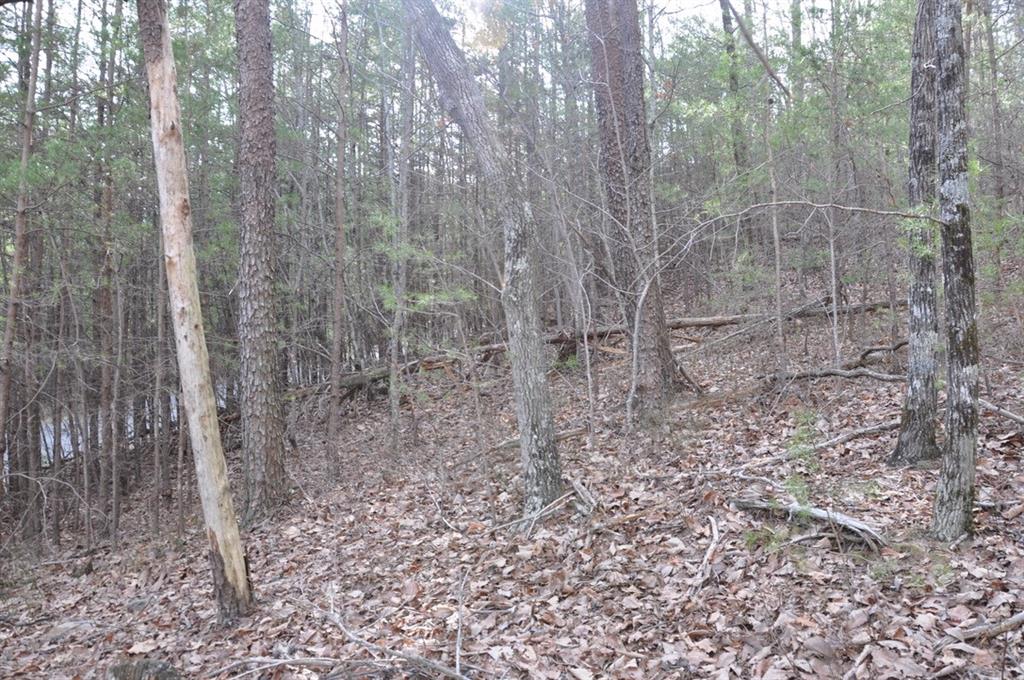 663 Black Bear Trail