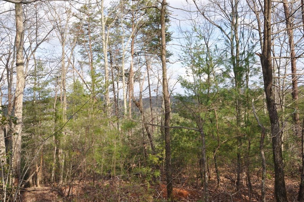 663 Black Bear Trail