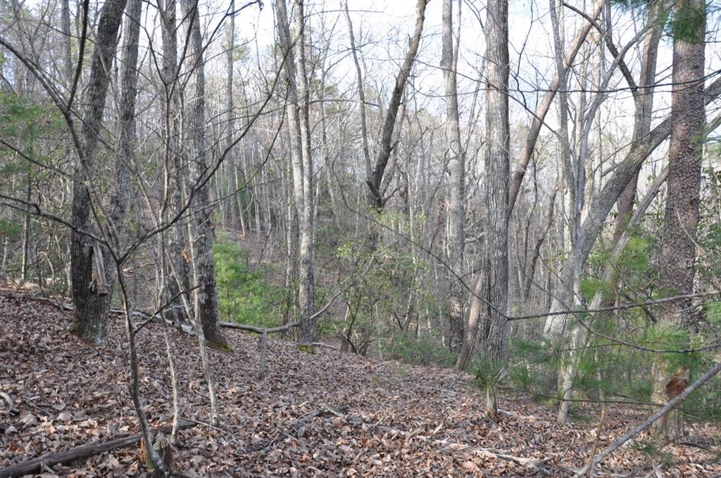663 Black Bear Trail