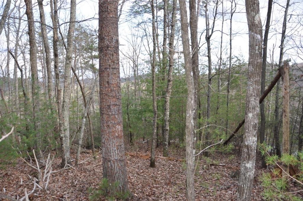 663 Black Bear Trail
