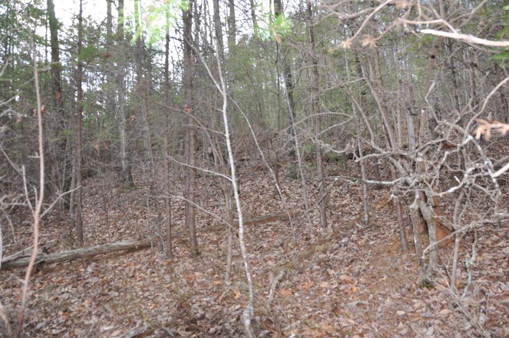 663 Black Bear Trail