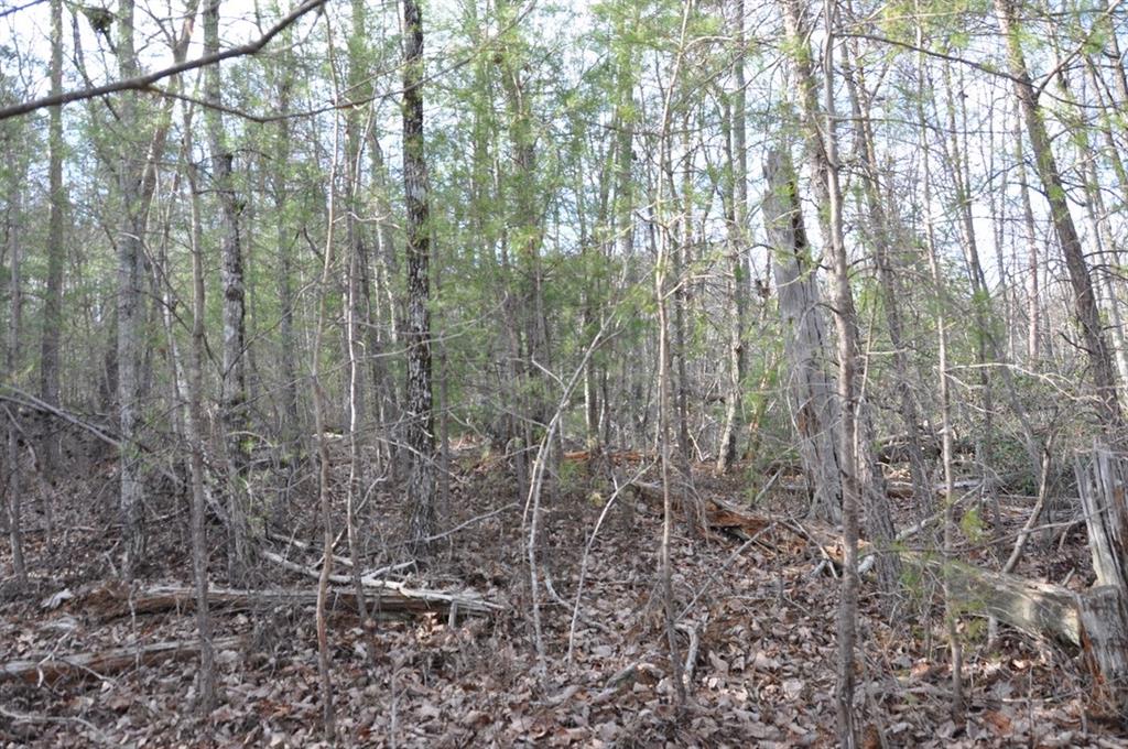 663 Black Bear Trail