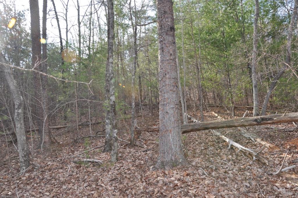 663 Black Bear Trail