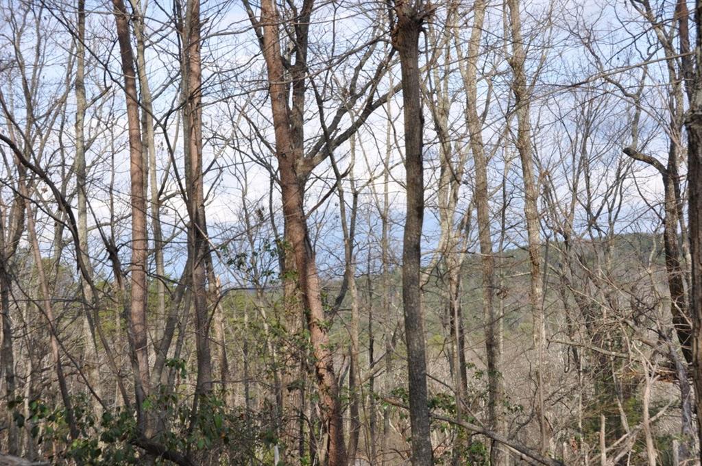 663 Black Bear Trail