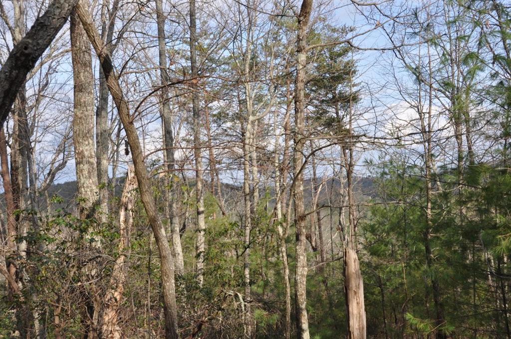 663 Black Bear Trail