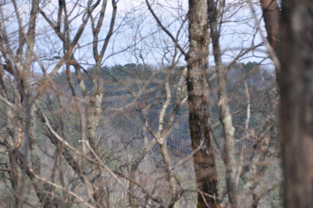 663 Black Bear Trail