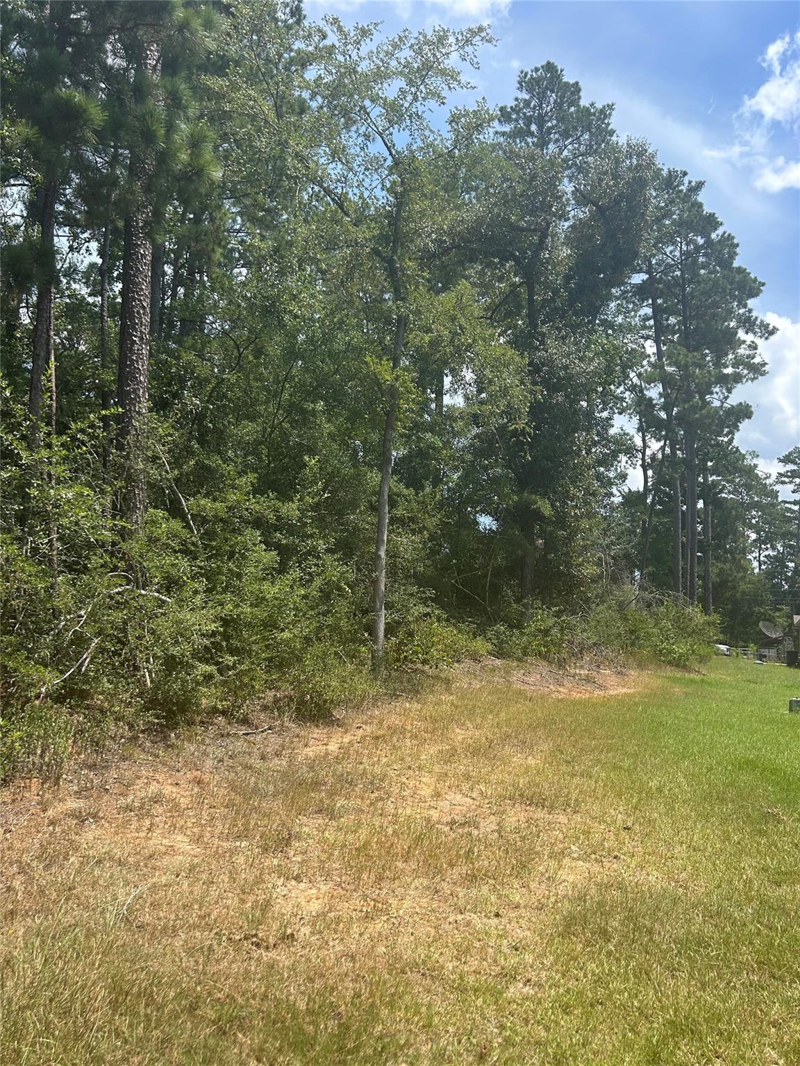 Wooded lot with tall trees bordering a grassy clearing.