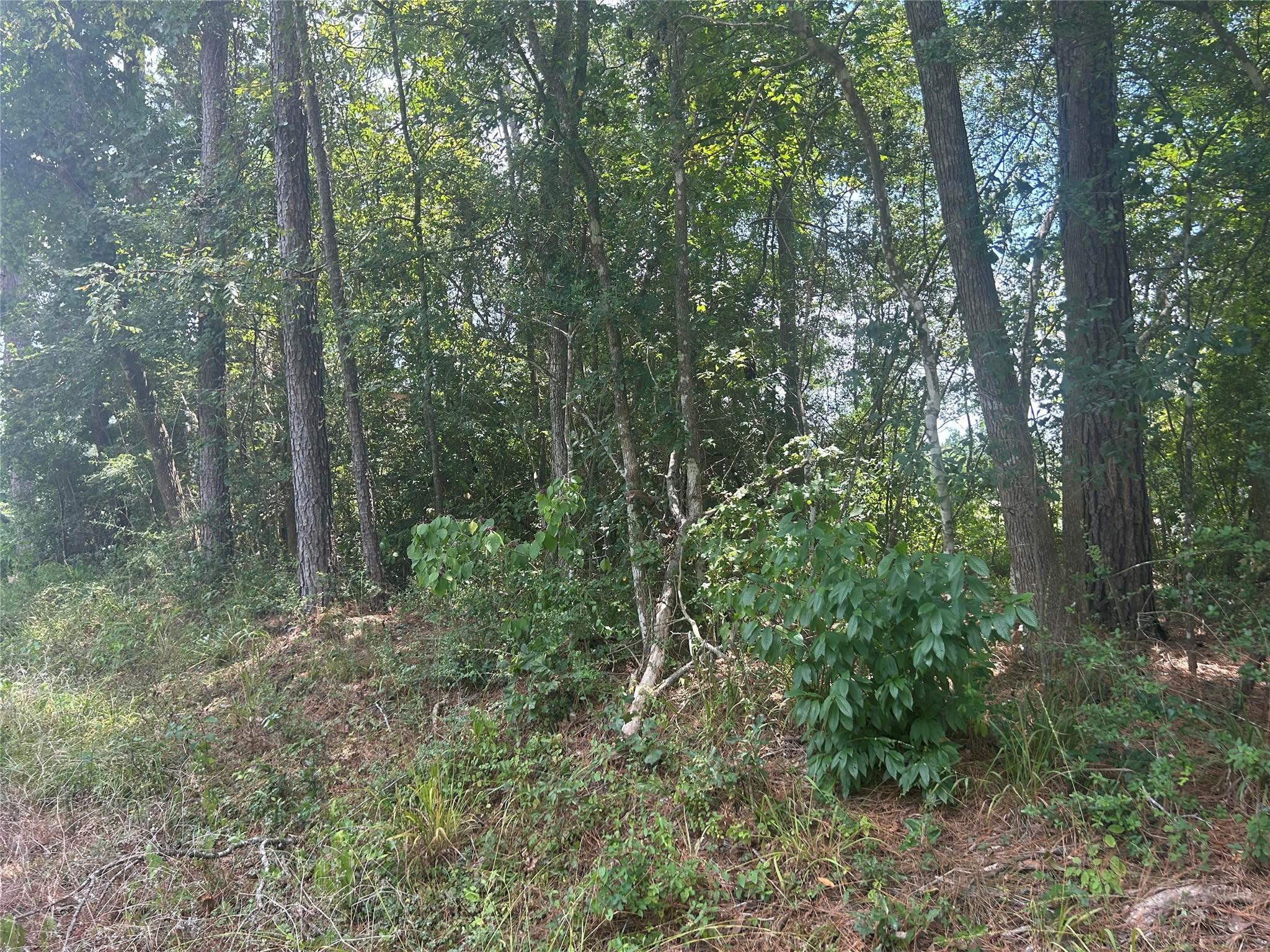 Wooded property lot with mature trees and dense green undergrowth.