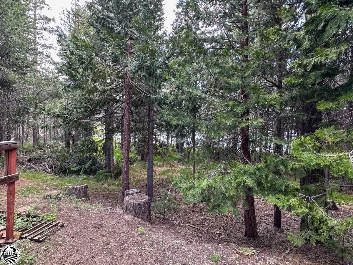 Wooded lot with tall evergreens, cut stumps, and a wooden railing at the edge.
