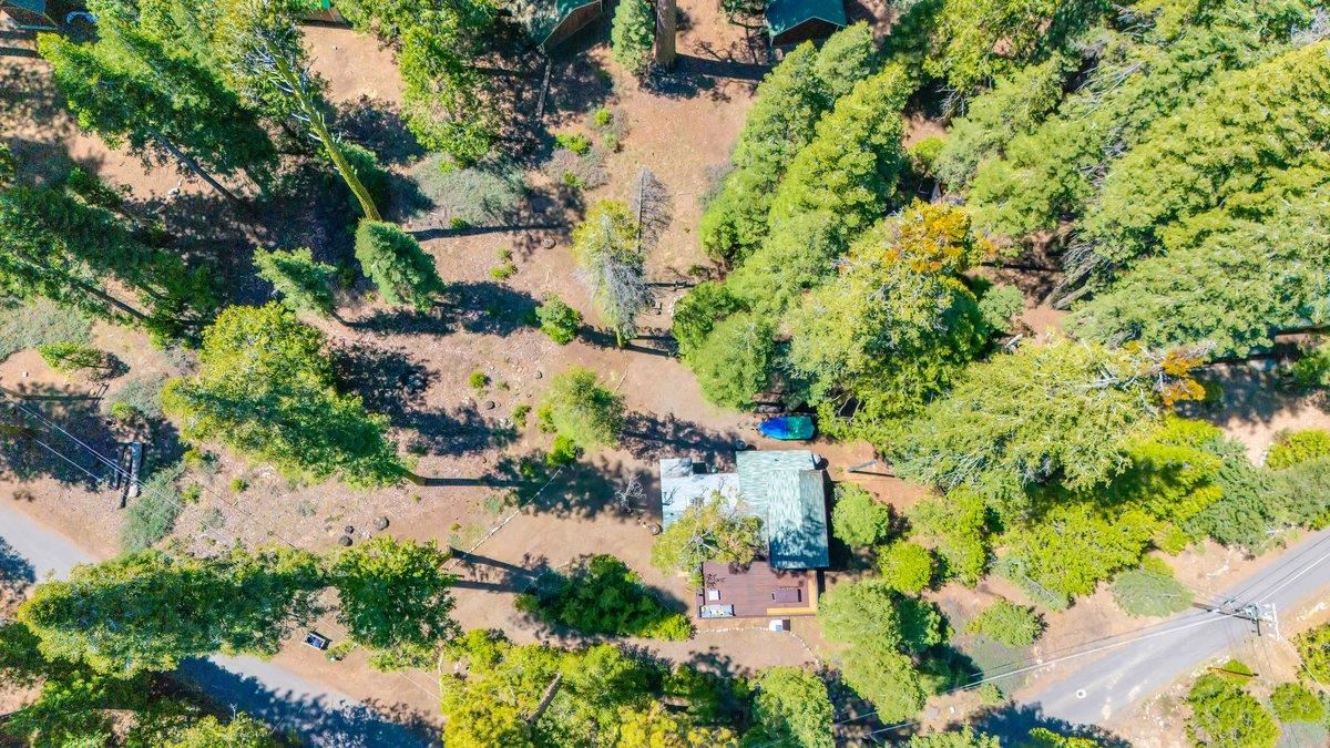 226 Sugar Pine
