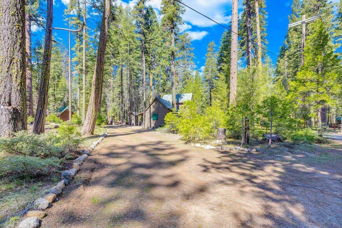 226 Sugar Pine