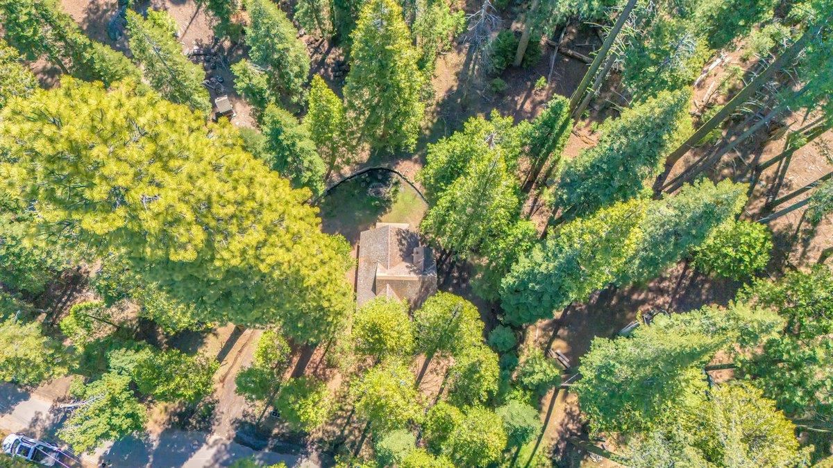 226 Sugar Pine