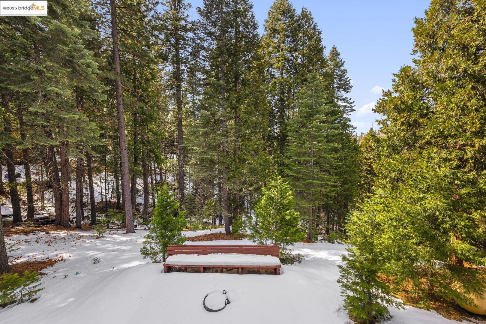 Snowy wooded yard with a low wooden bench beneath tall evergreen trees.