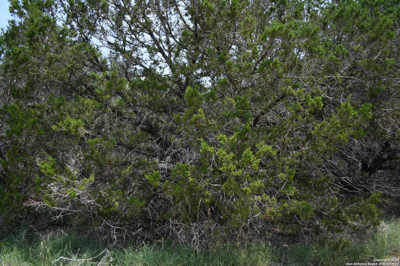 135 Agarita