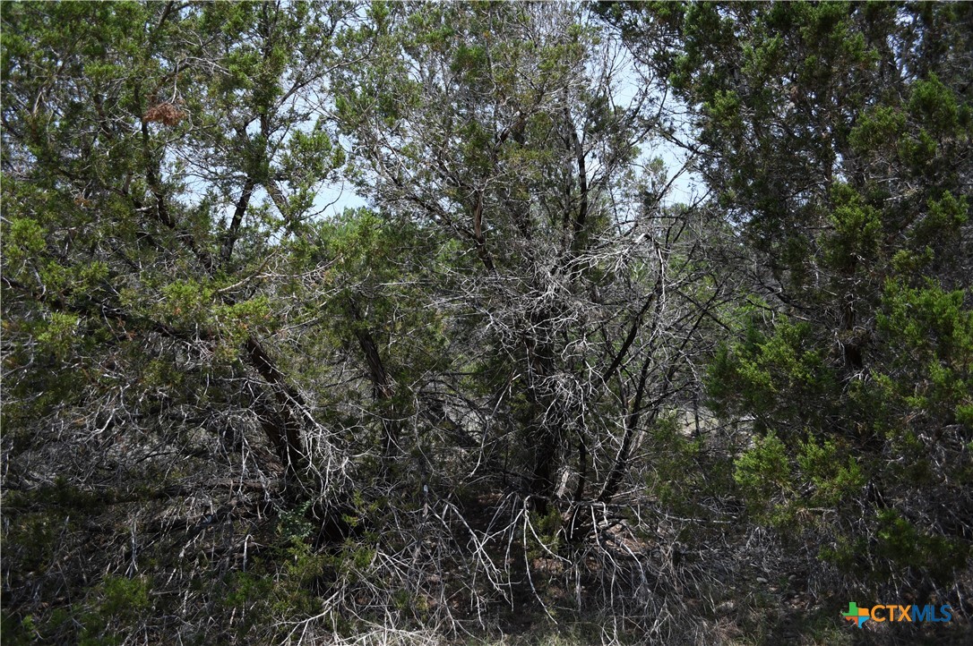 135 Agarita Drive