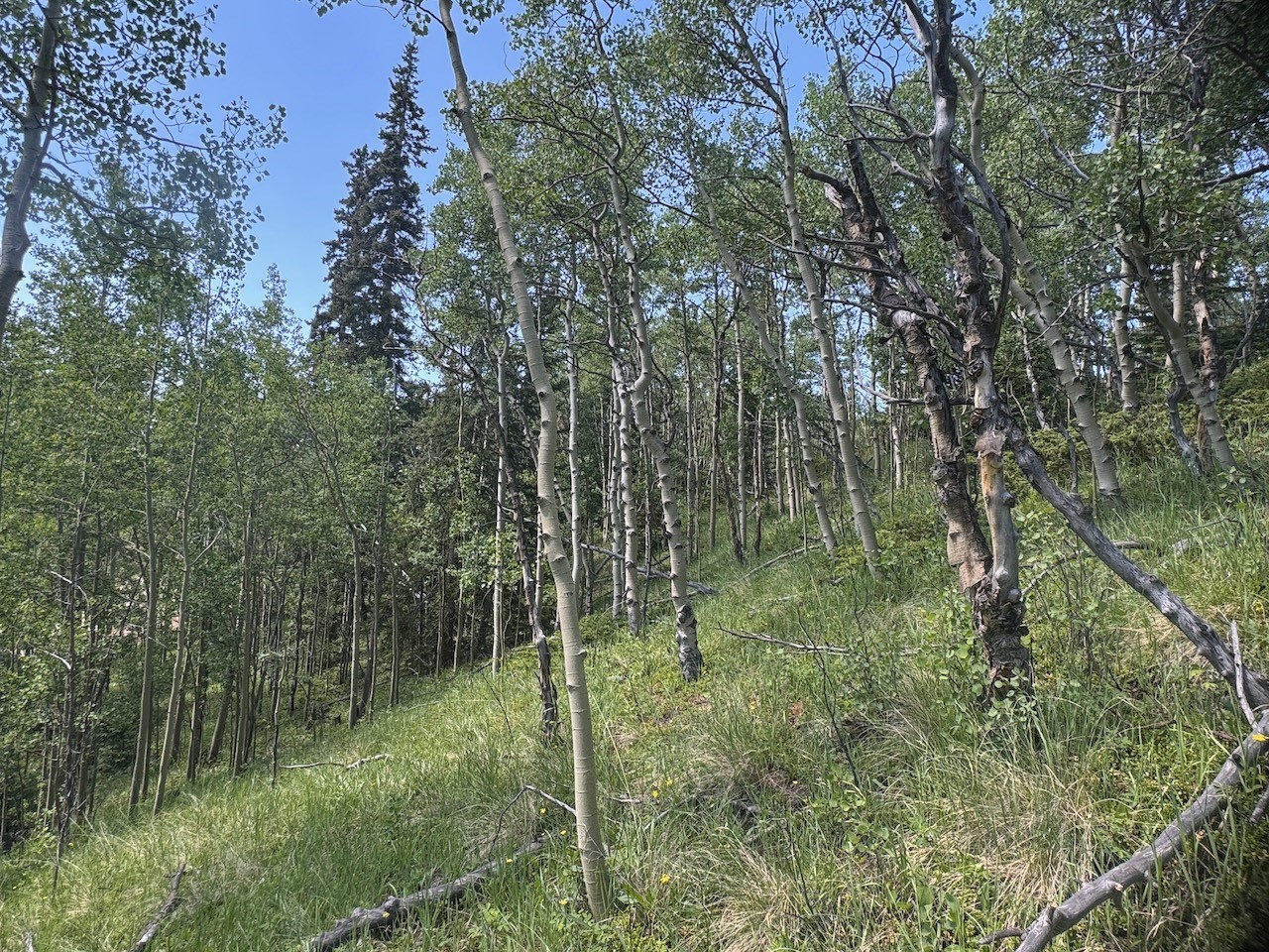 74 ASPEN WAY