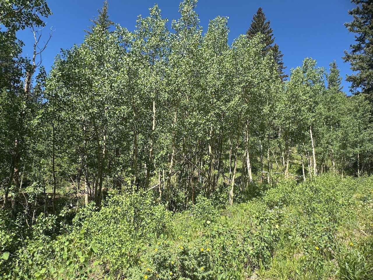 74 ASPEN WAY