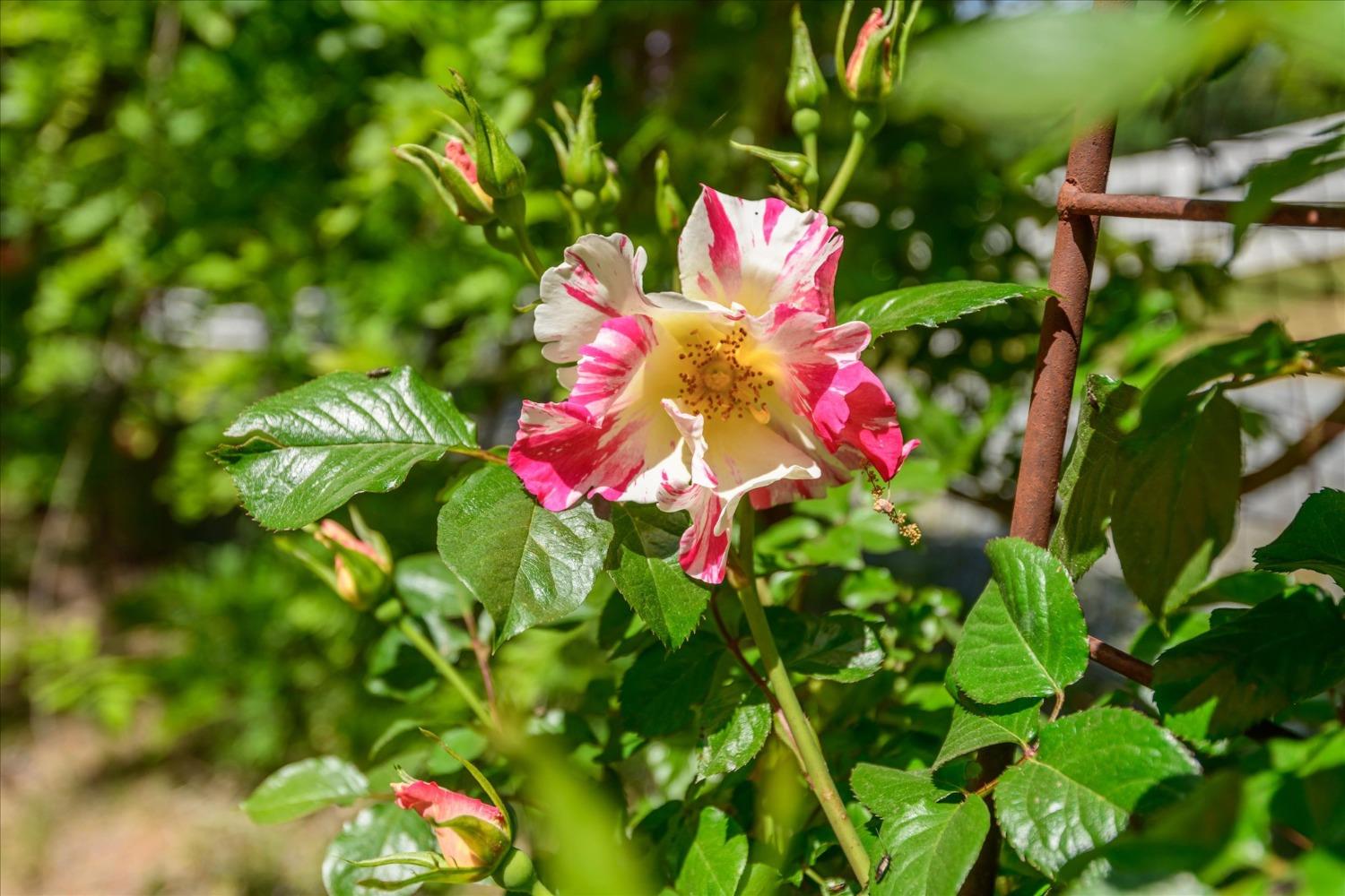 1267 Old Rock Bridge Road