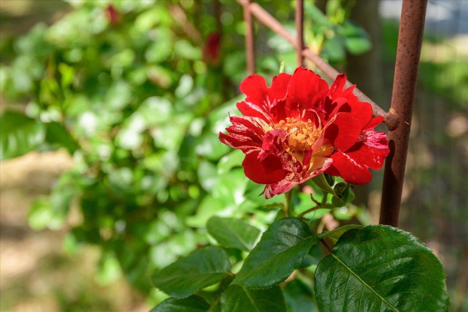 1267 Old Rock Bridge Road