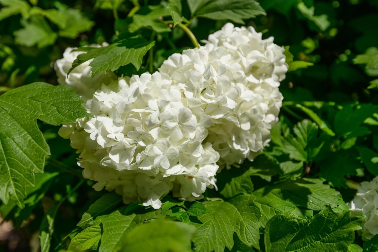 1267 Old Rock Bridge Road