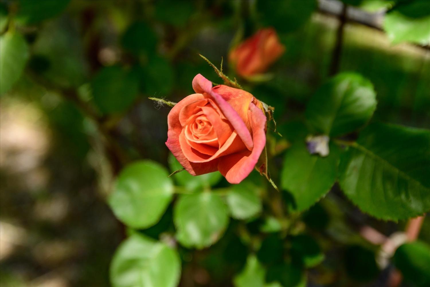 1267 Old Rock Bridge Road