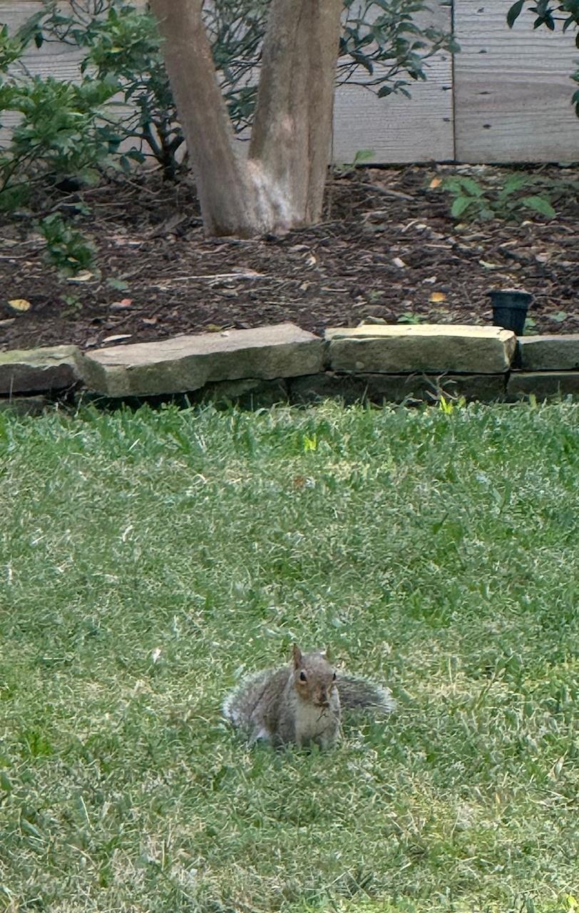 10603 Lynbrook Drive