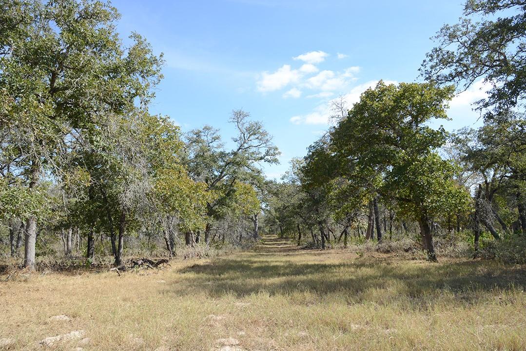FM466 Pine Ranch Road