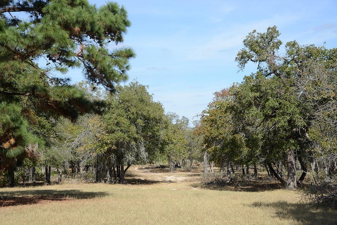 FM466 Pine Ranch Road