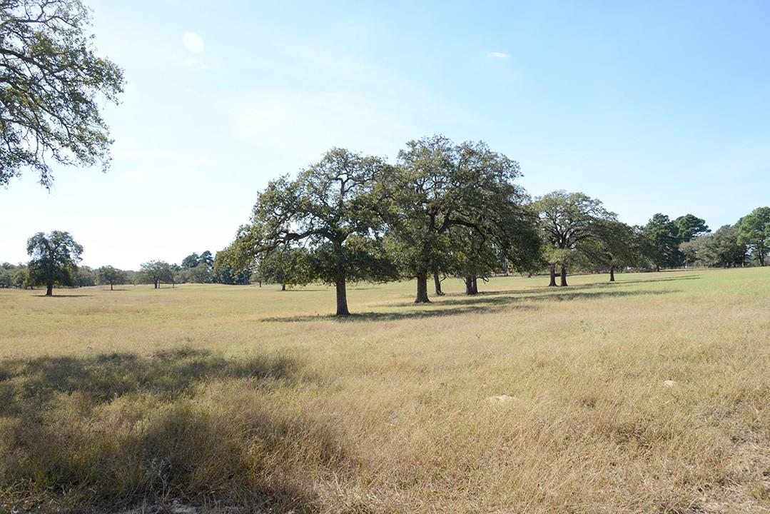 FM466 Pine Ranch Road