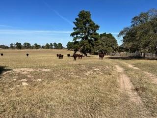 FM466 Pine Ranch Road