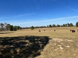 FM466 Pine Ranch Road