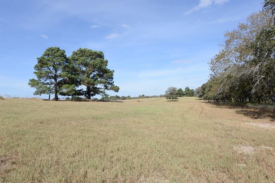FM466 Pine Ranch Road