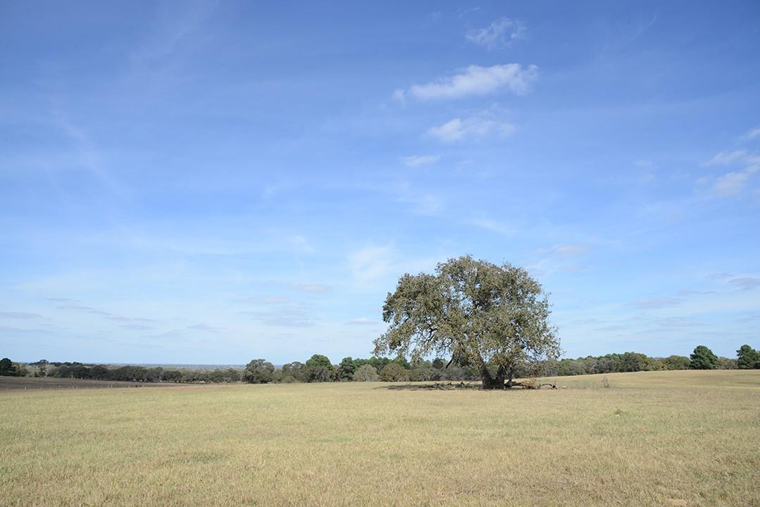 FM466 Pine Ranch Road