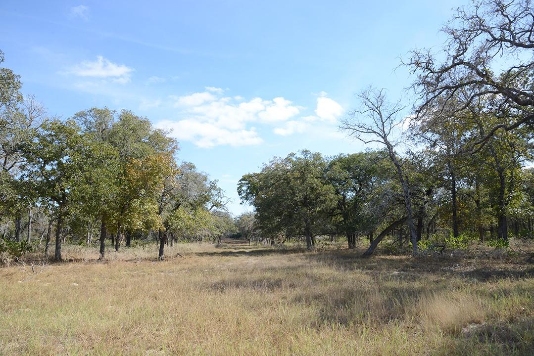 FM466 Pine Ranch Road