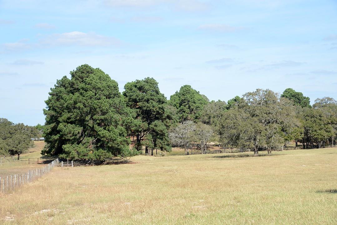 FM466 Pine Ranch Road