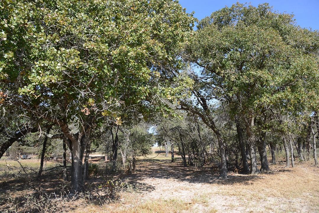 FM466 Pine Ranch Road