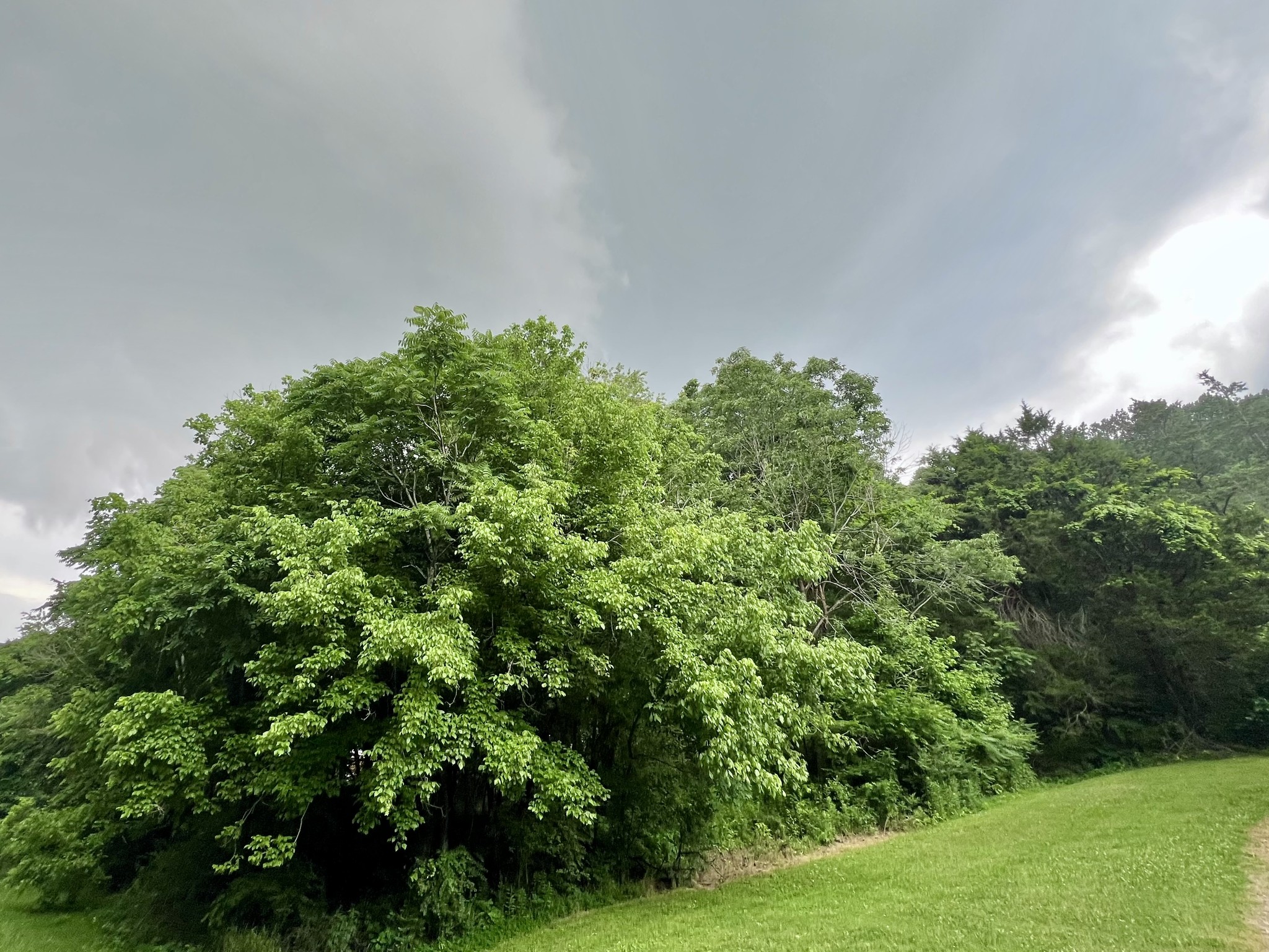 1173 Cedar Hurst Ln