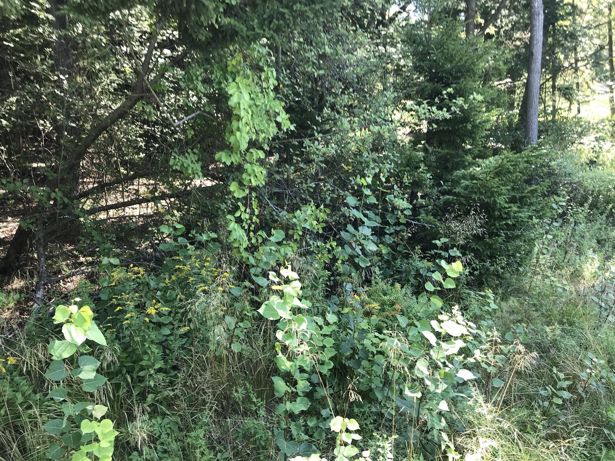 Lot 806 Island Avenue