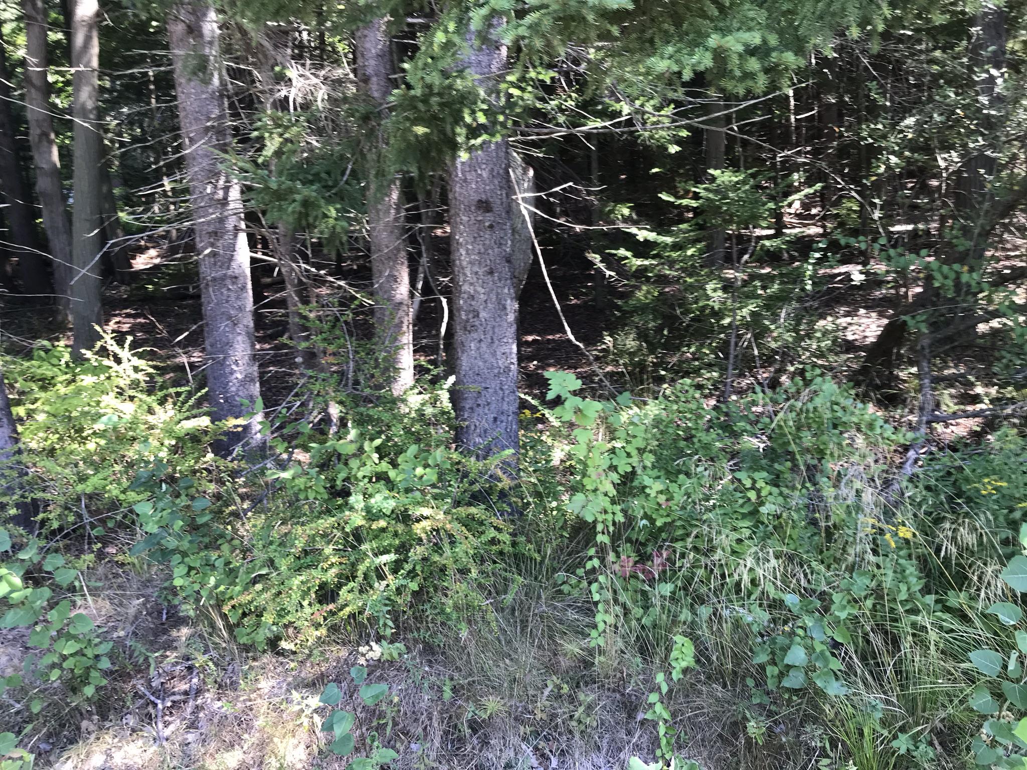 Lot 806 Island Avenue
