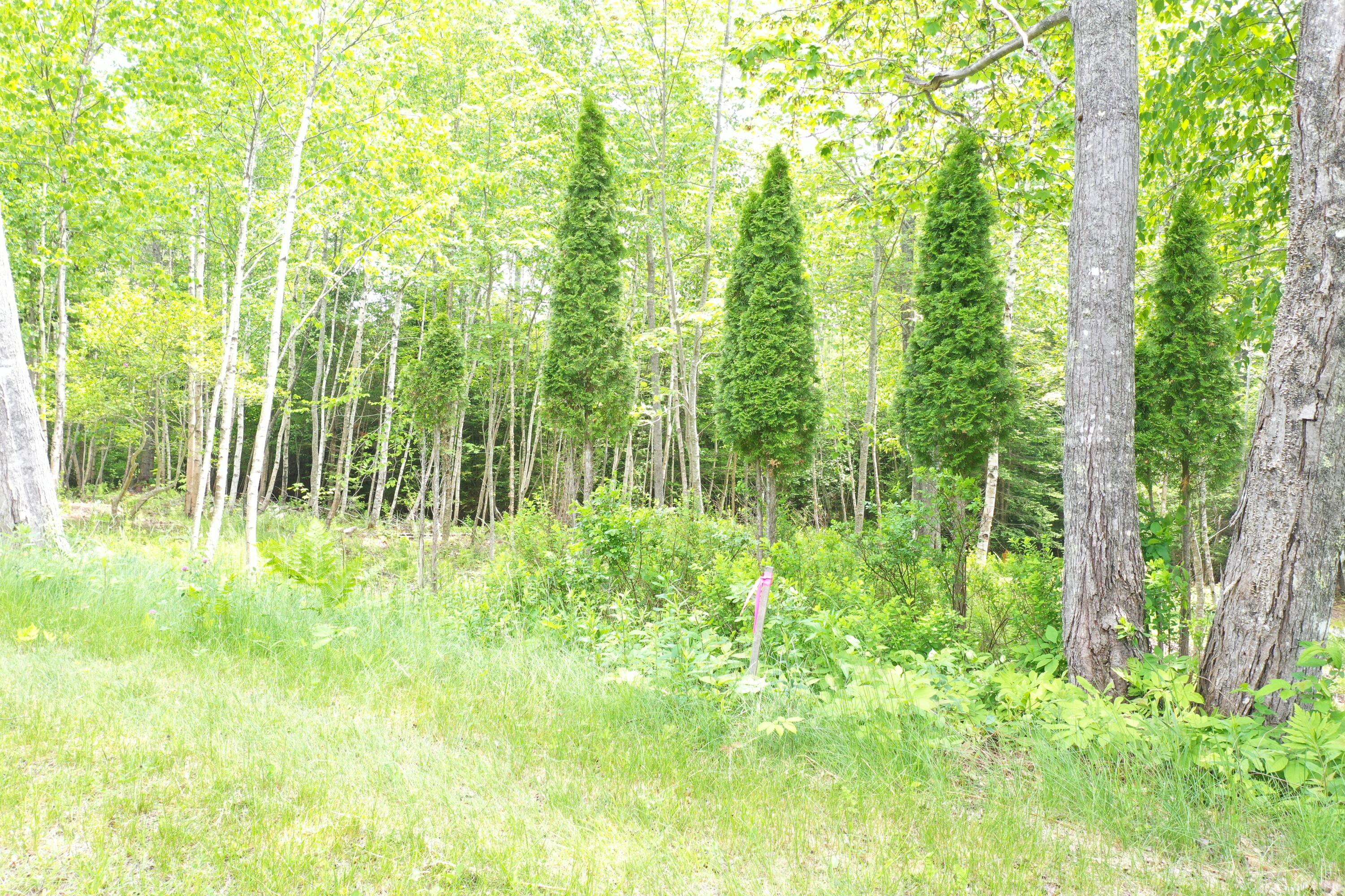 Lot 6,7,8 Off Wildwood Lane
