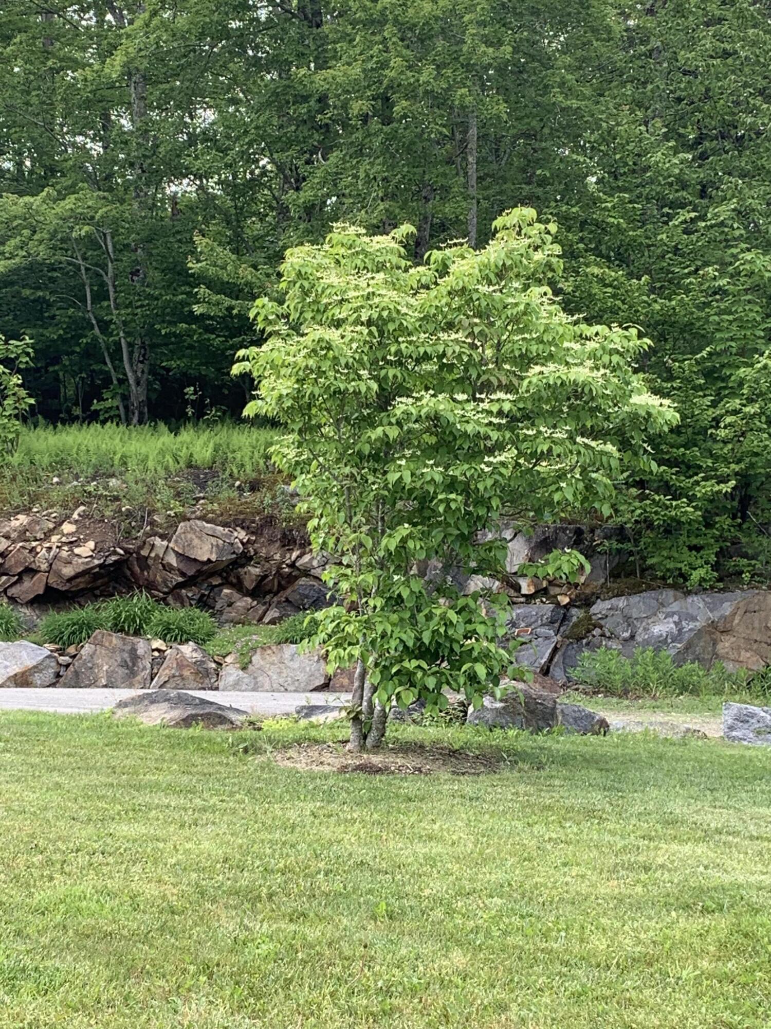 113 Stone Drive