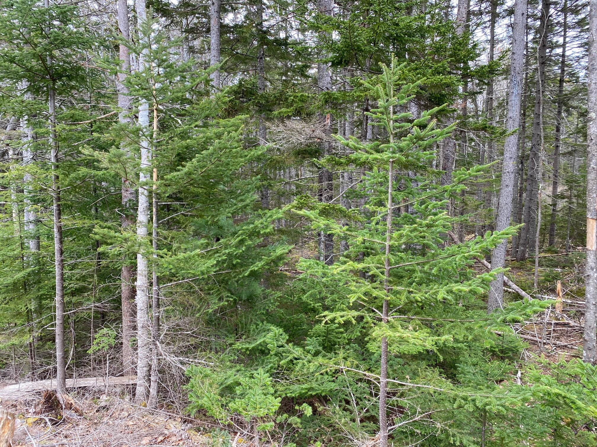 Lot 7 Shattucks Luck Lane