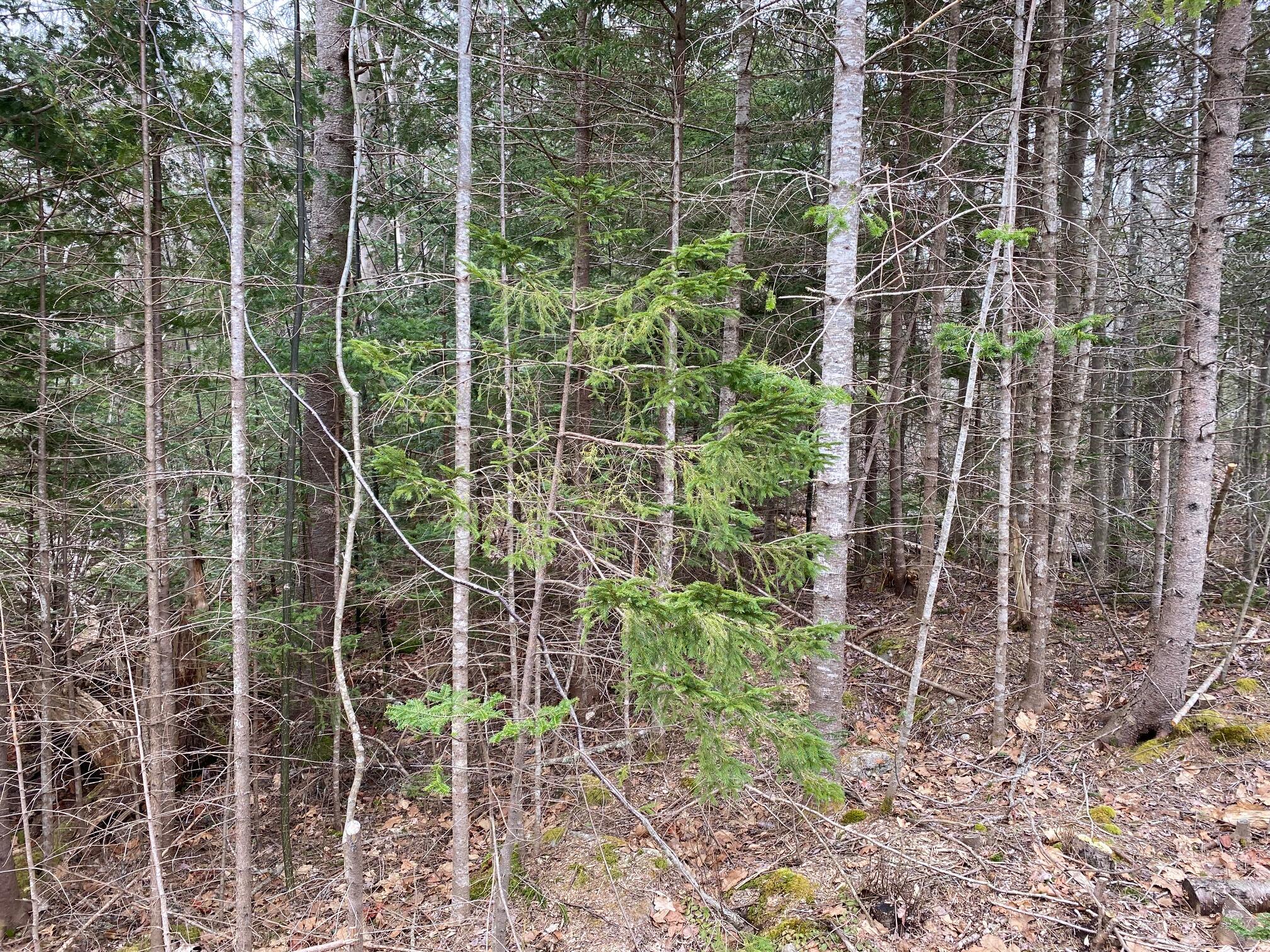 Lot 7 Shattucks Luck Lane