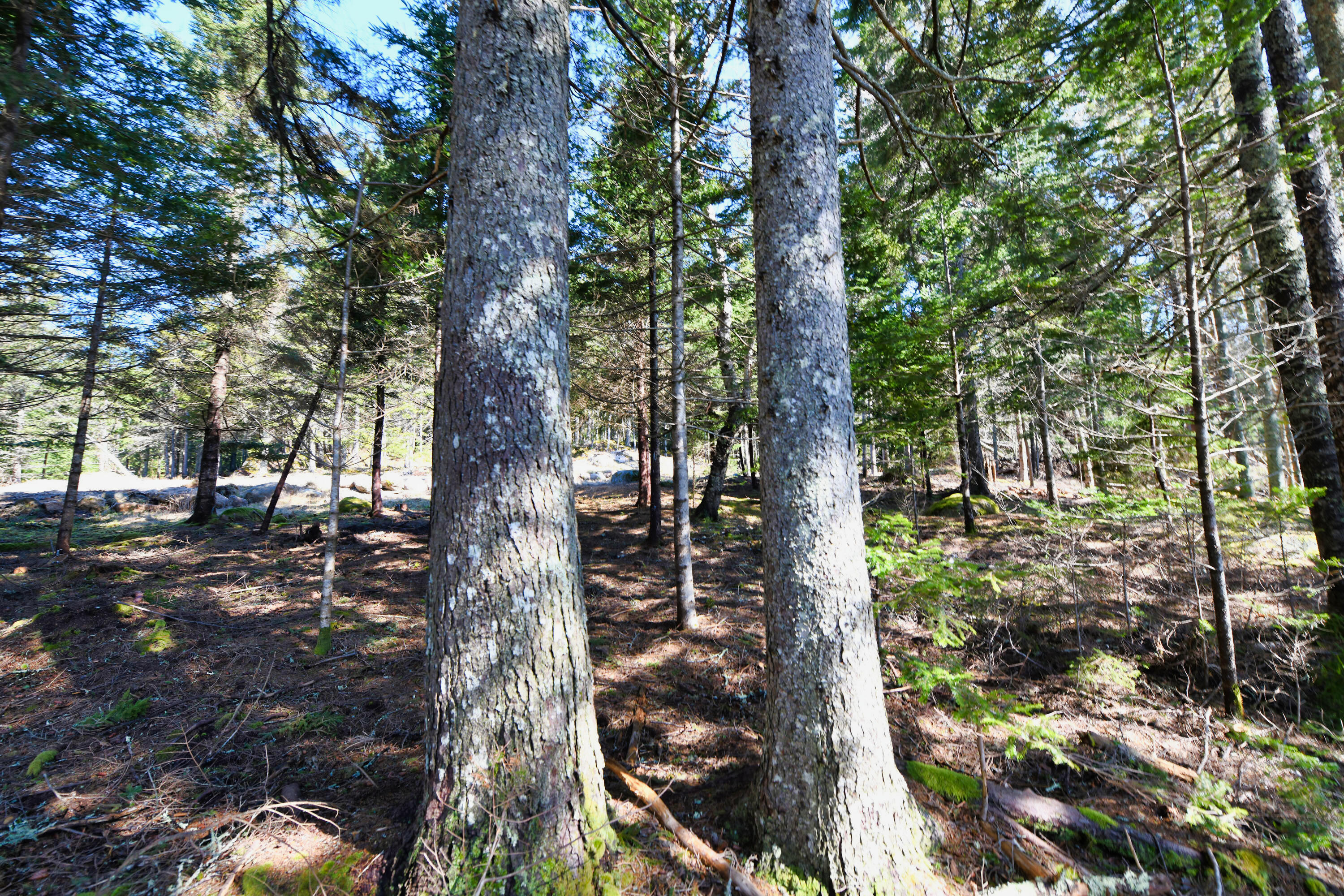 Deer Isle