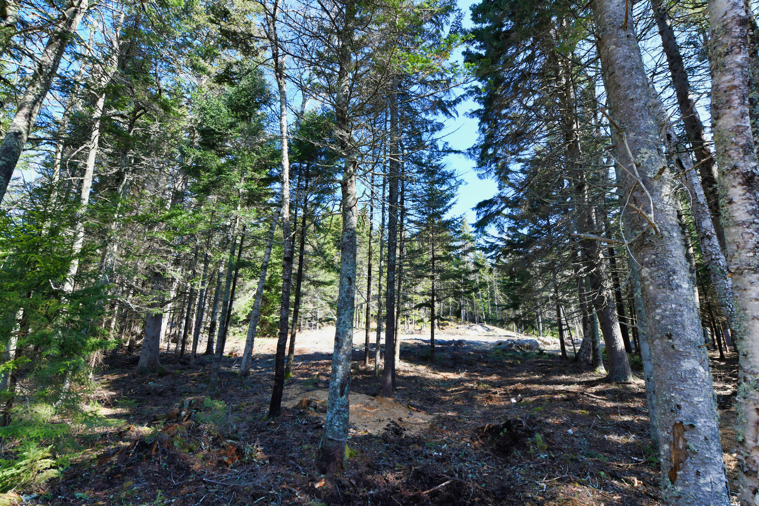 Deer Isle
