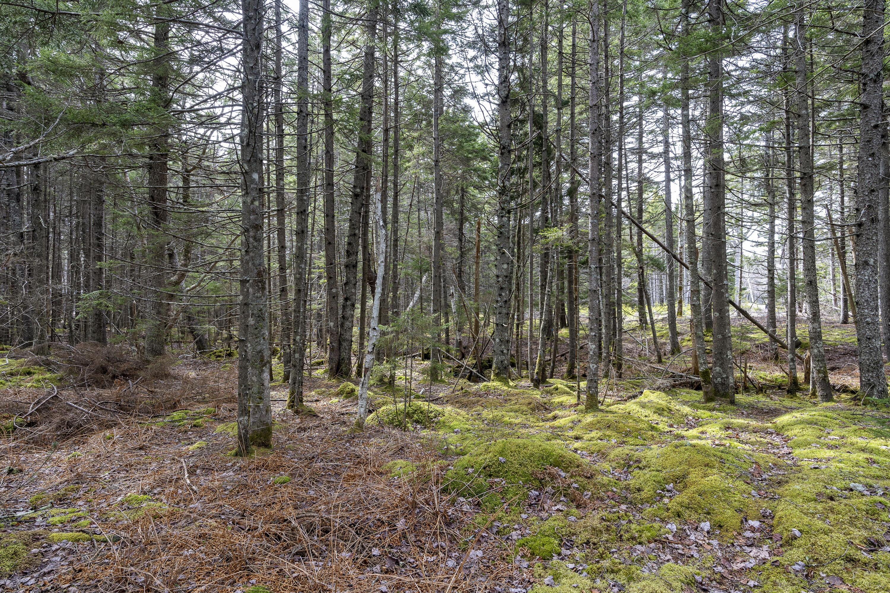 41 Wawenock Trail