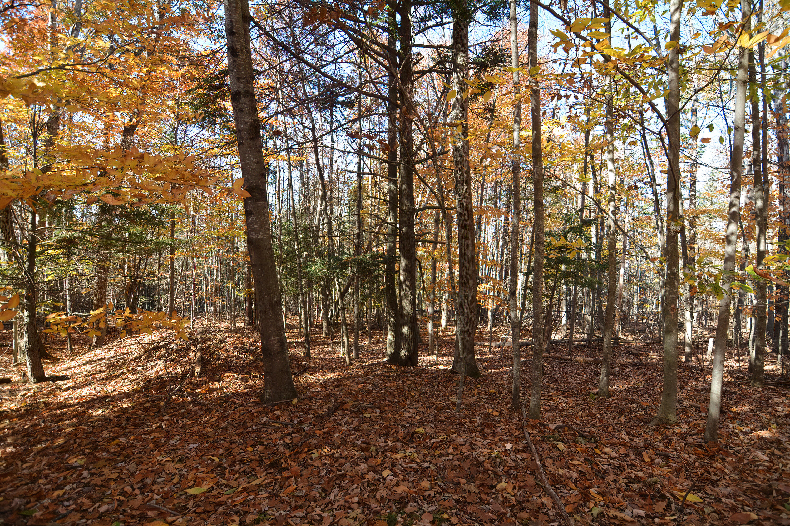 166 Carlton Pond Road