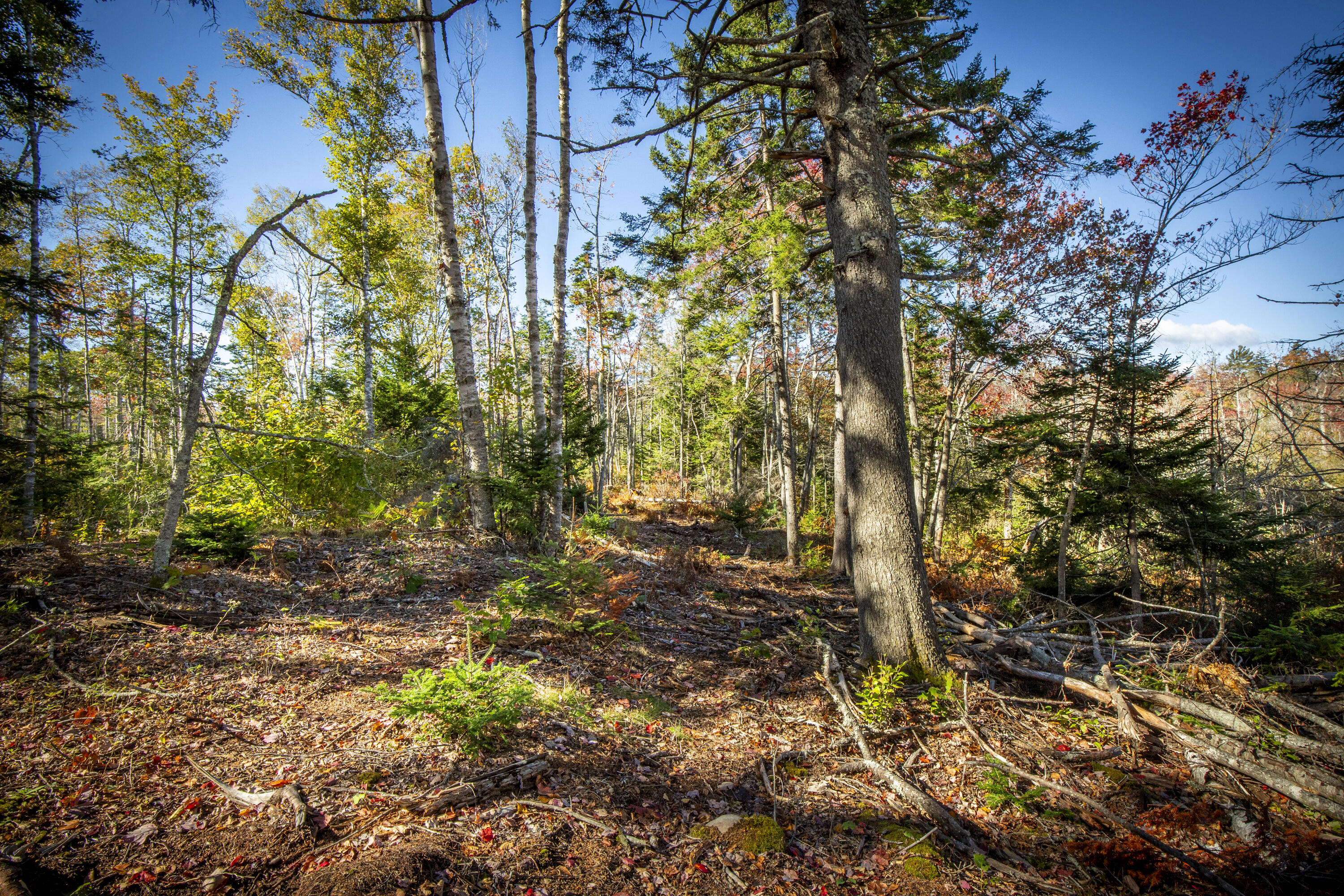 Lot 5 Jack's Lane