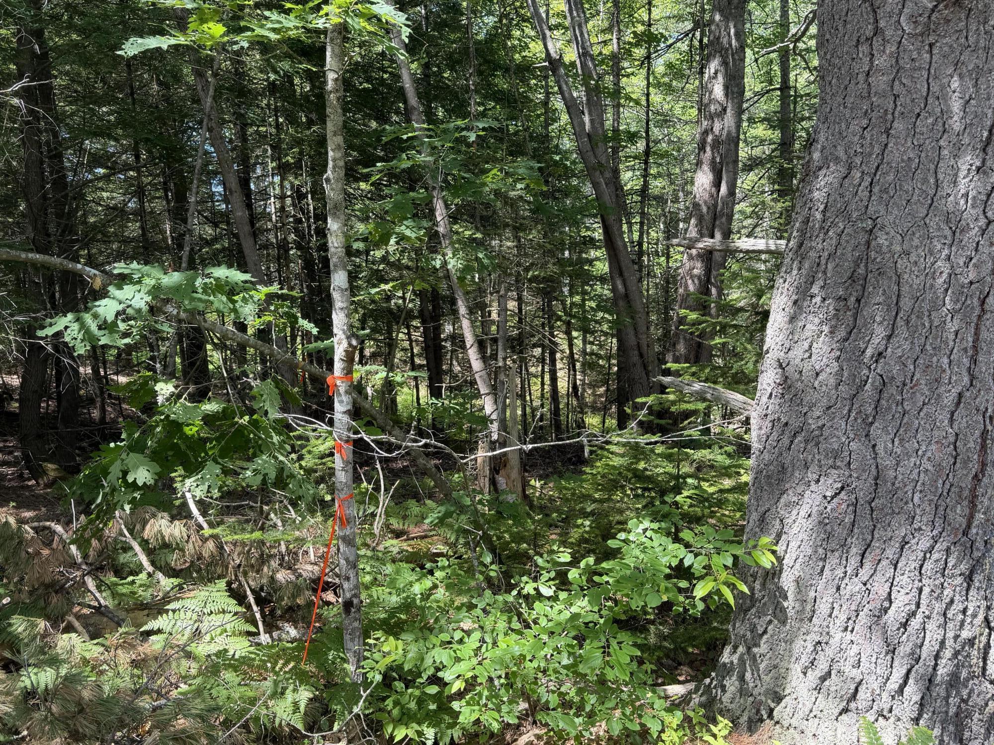 Lot R05129 Polly Clark Brook